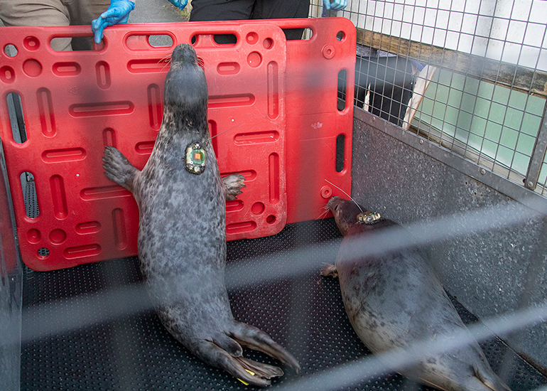 Seal Release - 3rd December 2024