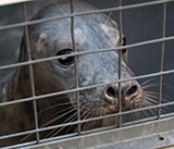 Seal Release - 3rd December 2024