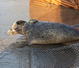 Seal Release - 3rd December 2024