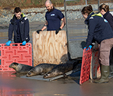 Seal Release - 4th March 2026