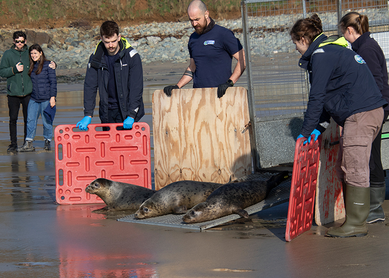 Seal Release - 4th March 2026