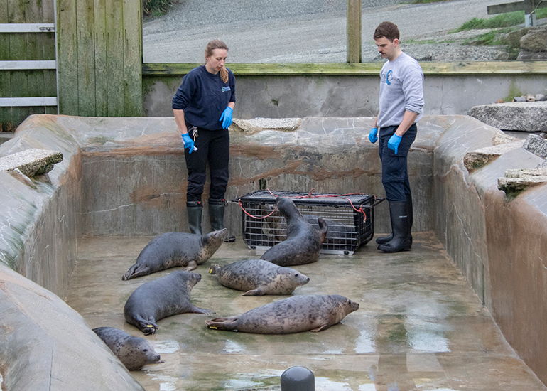 Seal Release - 4th March 2026