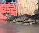 Seal Release - 4th March 2026
