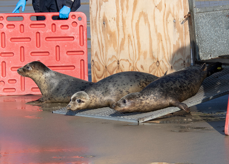 Seal Release - 4th March 2026