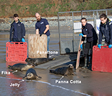 Seal Release - 4th March 2026