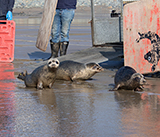 Seal Release - 4th March 2026