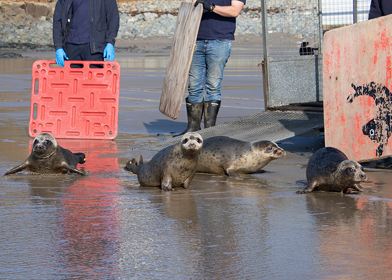 Seal Release - 4th March 2026
