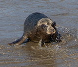 Seal Release - 4th March 2026