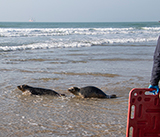 Seal Release - 4th March 2026