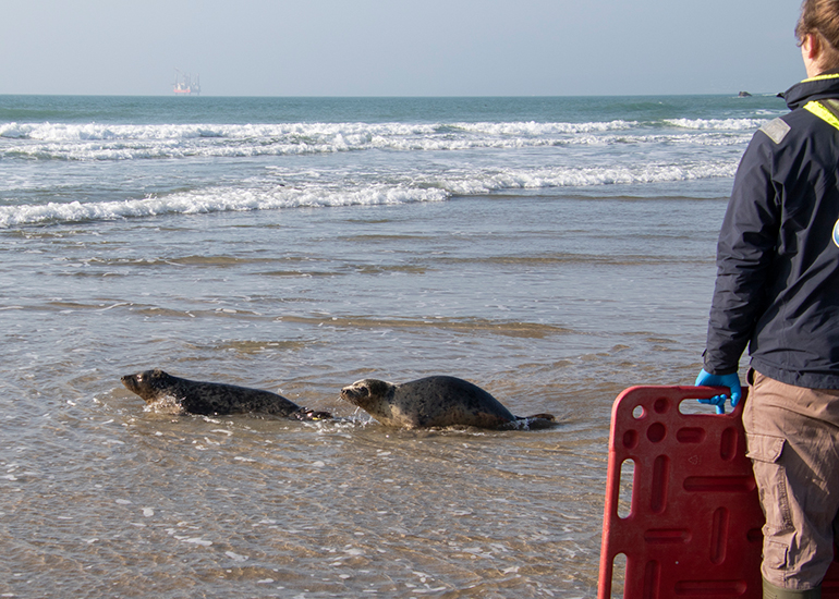 Seal Release - 4th March 2026