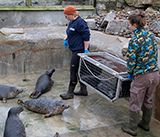 Seal Release - 4th March 2026