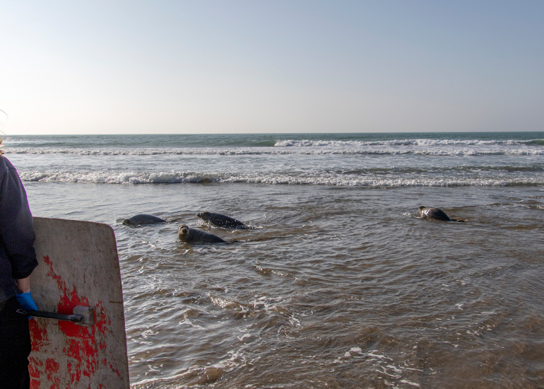 Seal Release - 4th March 2026