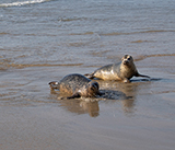 Seal Release - 4th March 2026