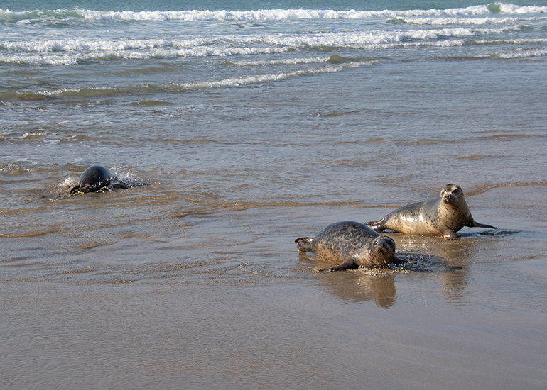 Seal Release - 4th March 2026