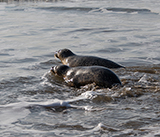 Seal Release - 4th March 2026