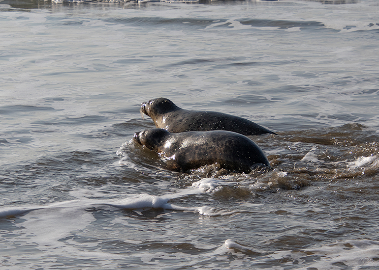 Seal Release - 4th March 2026