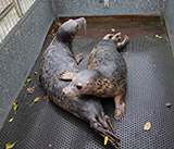 Seal Release - 4th March 2026