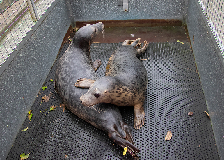 Seal Release - 4th March 2026