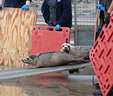 Seal Release - 5th  March 2026