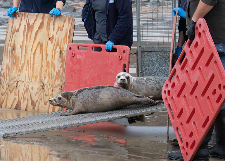 Seal Release - 5th March 2026
