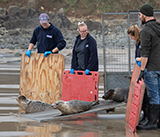 Seal Release - 5th  March 2026