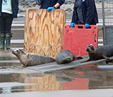 Seal Release - 5th  March 2026