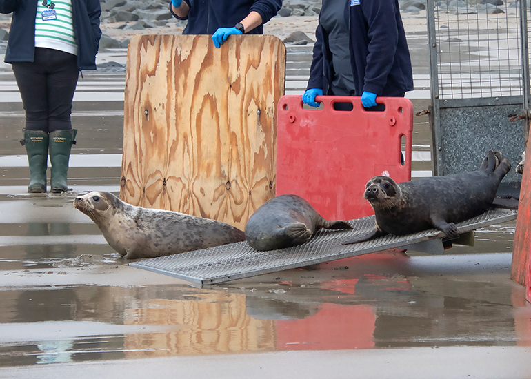 Seal Release - 5th March 2026