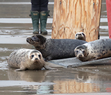 Seal Release - 5th  March 2026