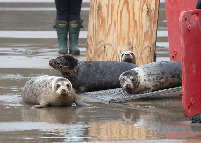 Seal Release - 5th March 2026