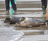 Seal Release - 5th  March 2026