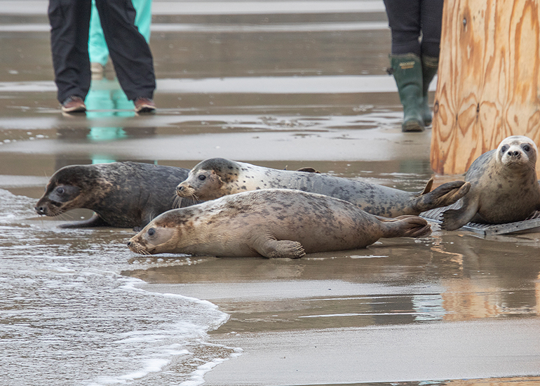 Seal Release - 5th March 2026