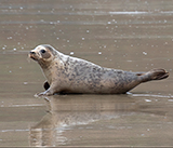 Seal Release - 5th  March 2026