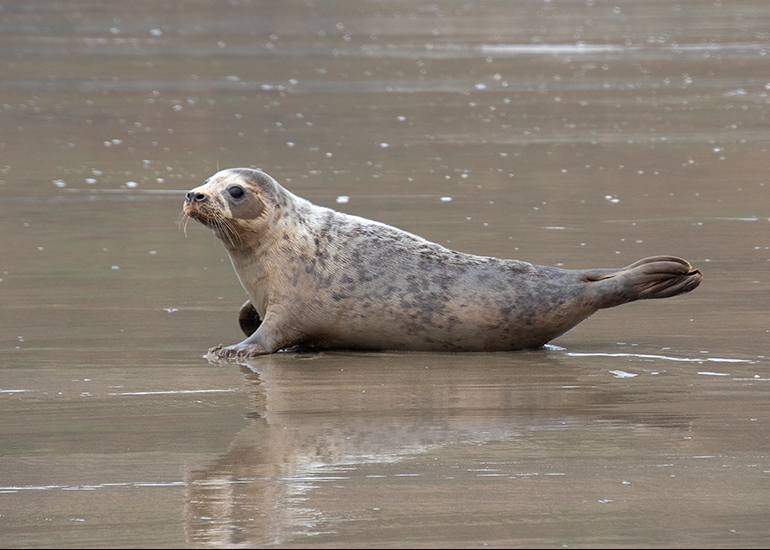 Seal Release - 5th March 2026