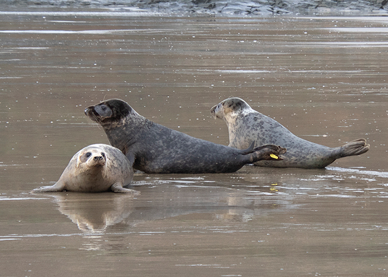 Seal Release - 5th March 2026