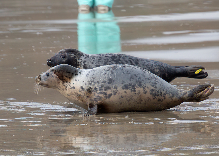 Seal Release - 5th March 2026
