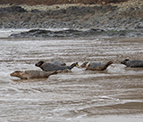 Seal Release - 5th  March 2026