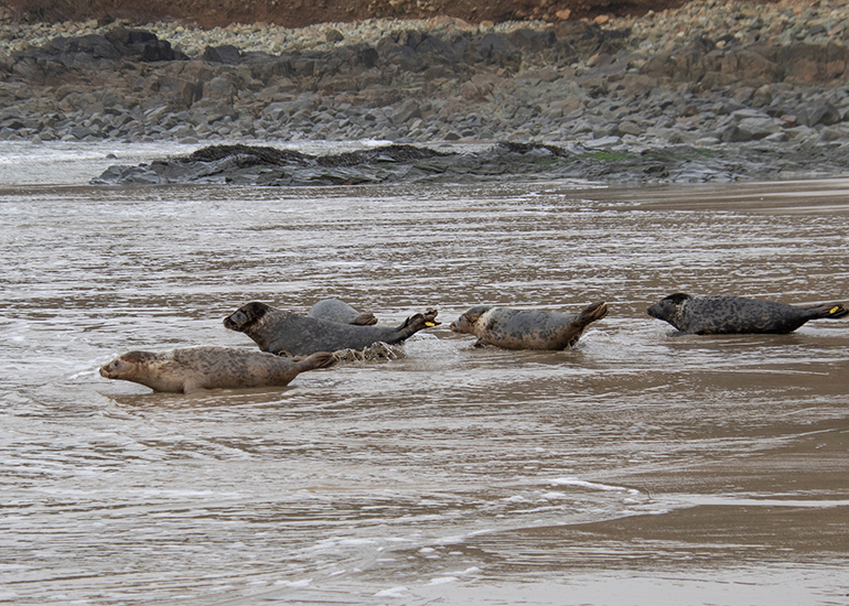 Seal Release - 5th March 2026