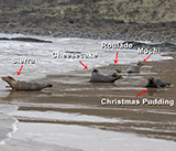 Seal Release - 5th  March 2026