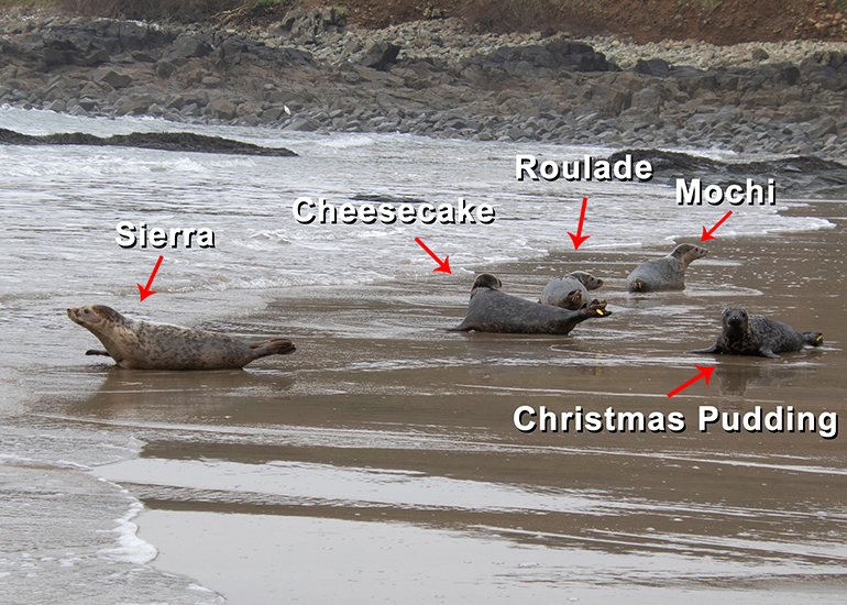 Seal Release - 5th March 2026