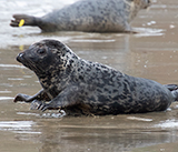 Seal Release - 5th  March 2026