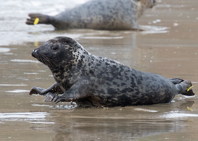 Seal Release - 5th March 2026