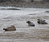 Seal Release - 5th  March 2026