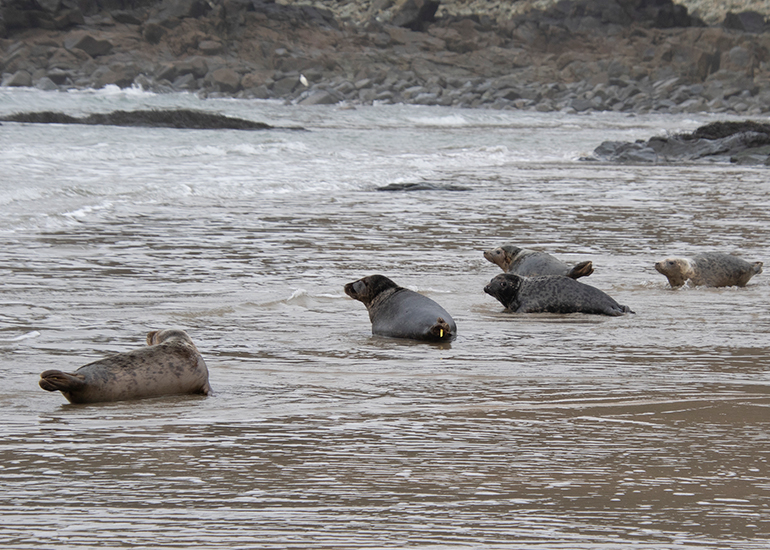 Seal Release - 5th March 2026