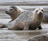 Seal Release - 5th  March 2026