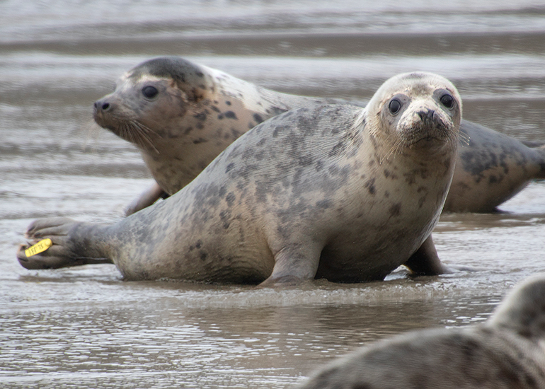 Seal Release - 5th March 2026