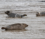 Seal Release - 5th  March 2026
