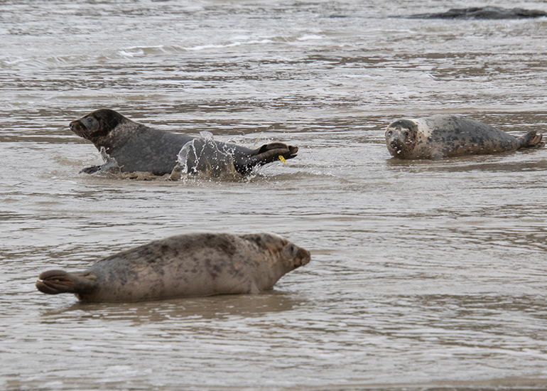 Seal Release - 5th March 2026