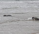 Seal Release - 5th  March 2026
