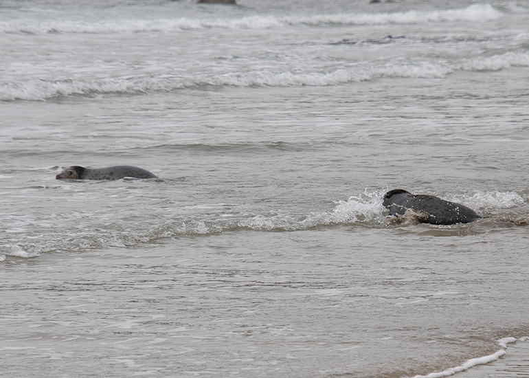 Seal Release - 5th March 2026