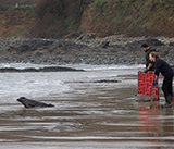 Seal Release - 5th  March 2026